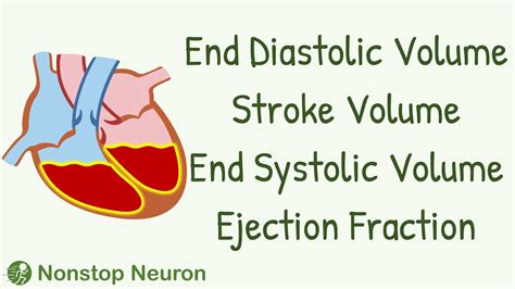 end diastolic volume vs systolic.